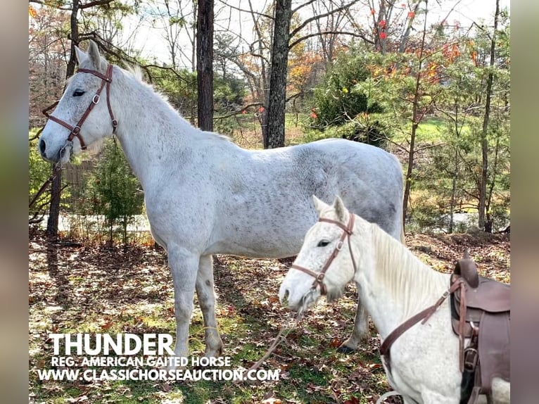 Tennessee Walking Horse Castrone 5 Anni 152 cm Grigio in Winchester