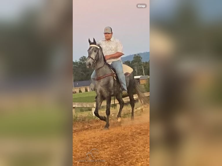 Tennessee Walking Horse Castrone 5 Anni 152 cm Grigio in Albany, KY