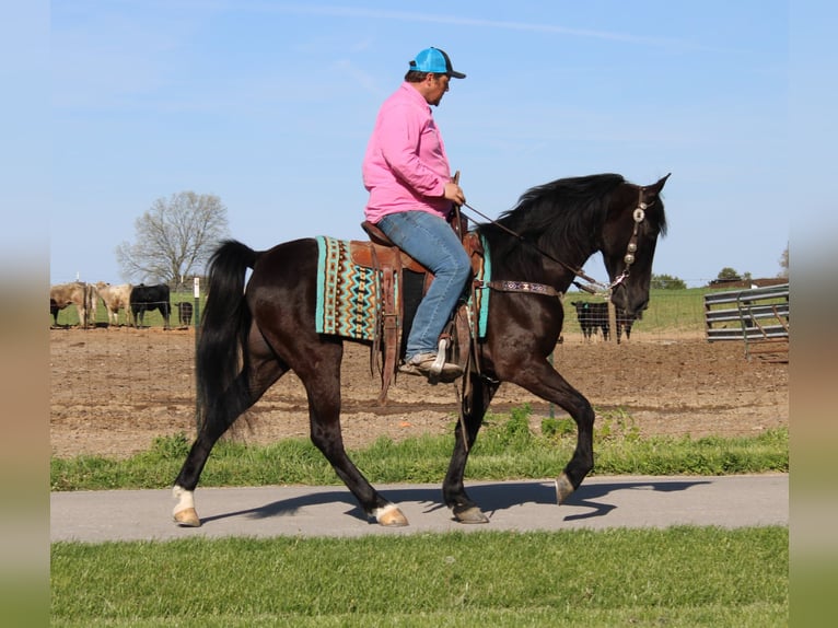 Tennessee Walking Horse Castrone 5 Anni 152 cm Morello in Eubank, KY