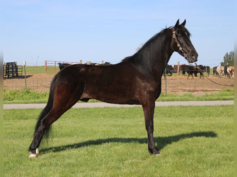 Tennessee Walking Horse Castrone 5 Anni 152 cm Morello in Eubank, KY