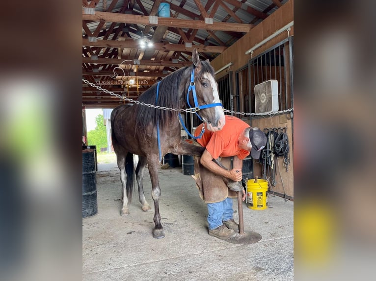 Tennessee Walking Horse Castrone 5 Anni 152 cm Morello in Tyner, KY