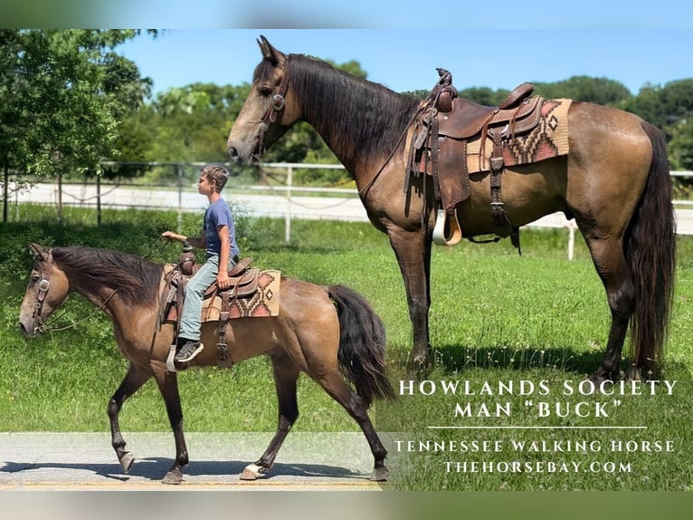 Tennessee Walking Horse Castrone 5 Anni 152 cm Pelle di daino in Houston, MO