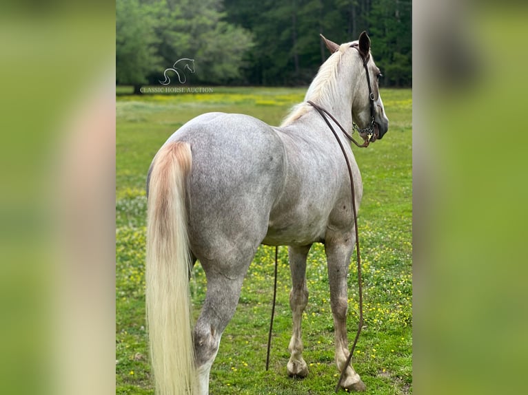 Tennessee Walking Horse Castrone 5 Anni 152 cm Sabino in independence, la