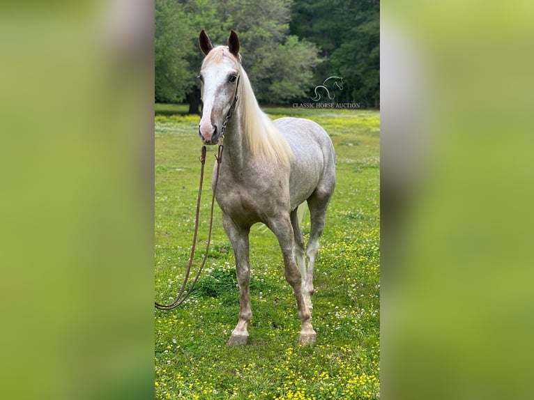 Tennessee Walking Horse Castrone 5 Anni 152 cm Sabino in independence, la