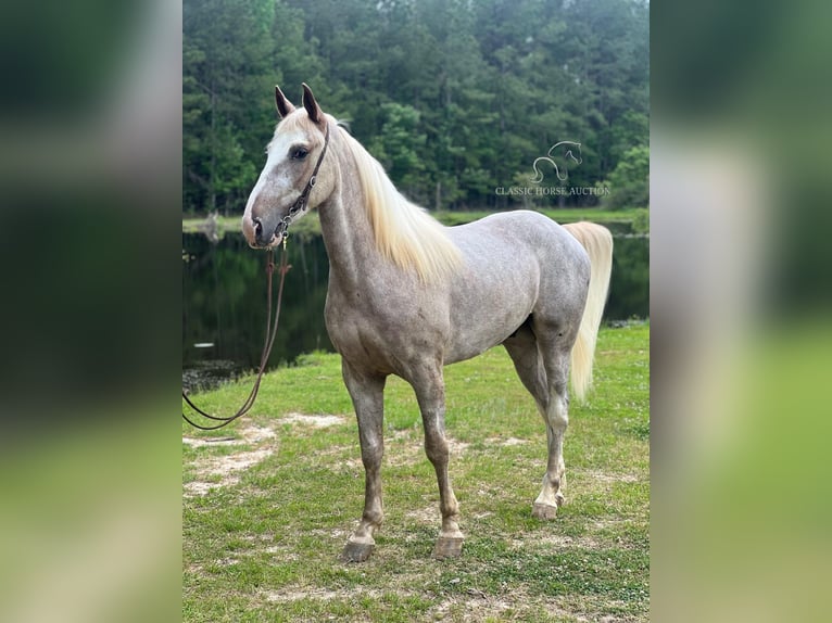 Tennessee Walking Horse Castrone 5 Anni 152 cm Sabino in independence, la