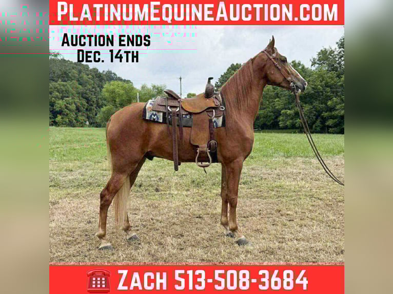 Tennessee Walking Horse Castrone 5 Anni 157 cm Sauro ciliegia in grassy creek KY