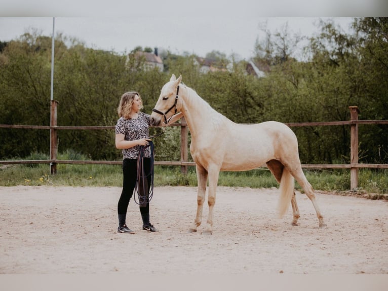 Tennessee Walking Horse Castrone 5 Anni 160 cm Palomino in Spalt