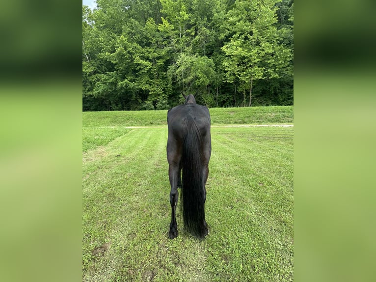 Tennessee Walking Horse Castrone 5 Anni Morello in West Liberty