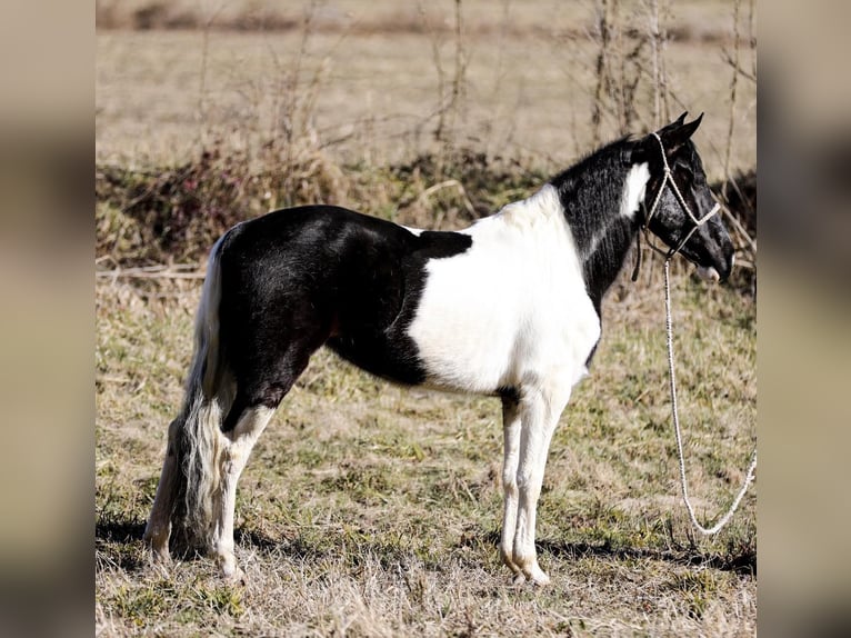 Tennessee Walking Horse Castrone 5 Anni Tobiano-tutti i colori in Cleveland Tn