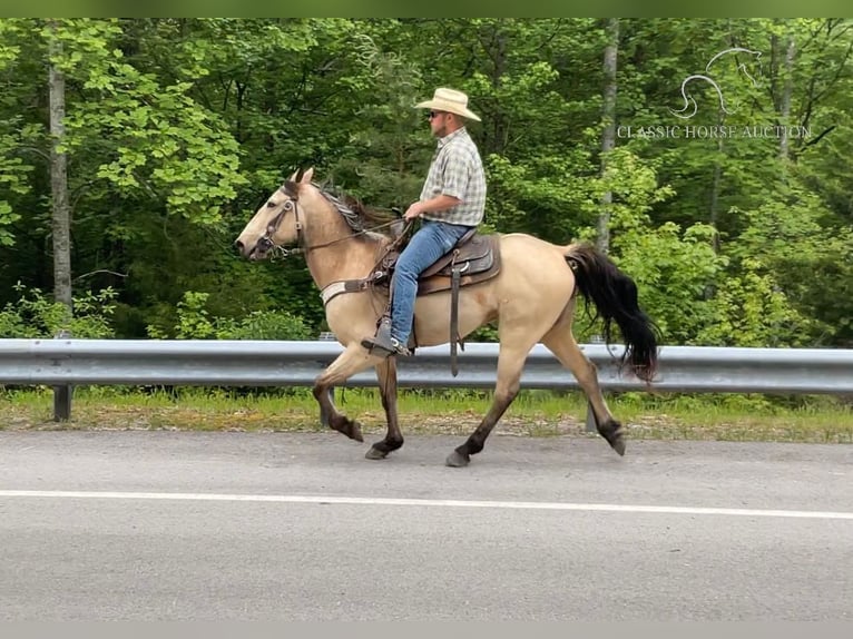 Tennessee Walking Horse Castrone 6 Anni 142 cm Pelle di daino in Whitley City