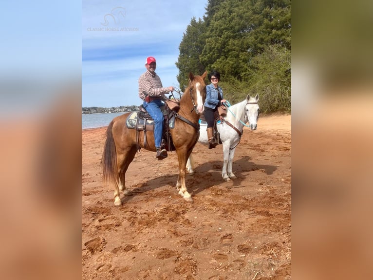 Tennessee Walking Horse Castrone 6 Anni 142 cm Sauro scuro in Oak Ridge, TN