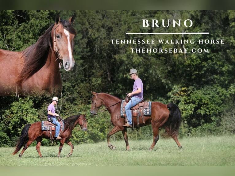 Tennessee Walking Horse Castrone 6 Anni 152 cm Baio ciliegia in Parkers Lake, KY