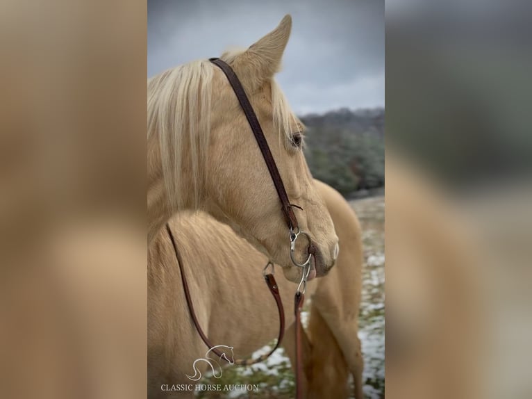 Tennessee Walking Horse Castrone 6 Anni 152 cm Champagne in Beattyville, KY