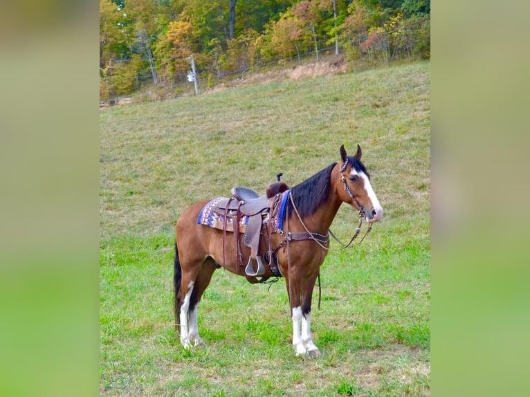 Tennessee Walking Horse Castrone 6 Anni 152 cm in Salyersville, KY