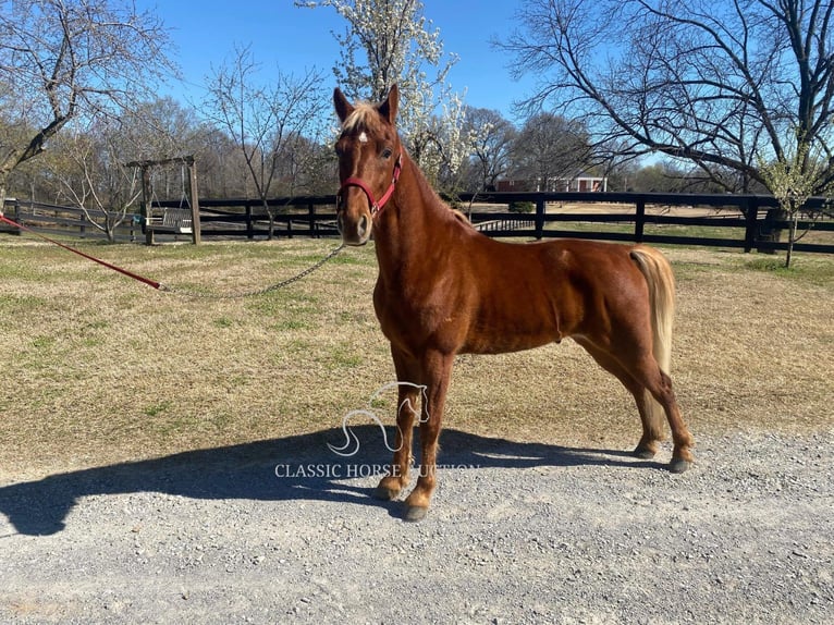 Tennessee Walking Horse Castrone 6 Anni 152 cm in Dyersburg, TN