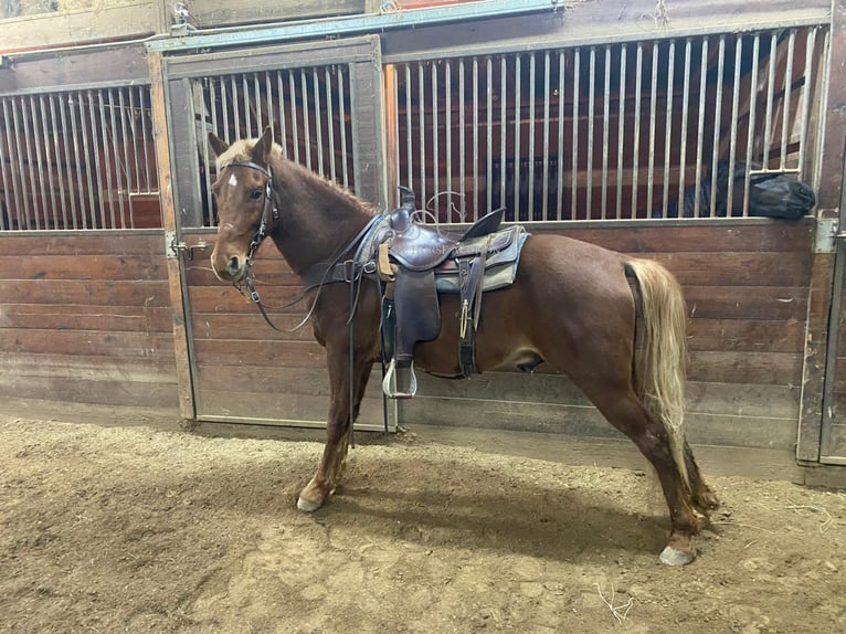 Tennessee Walking Horse Castrone 6 Anni 152 cm in Dyersburg, TN