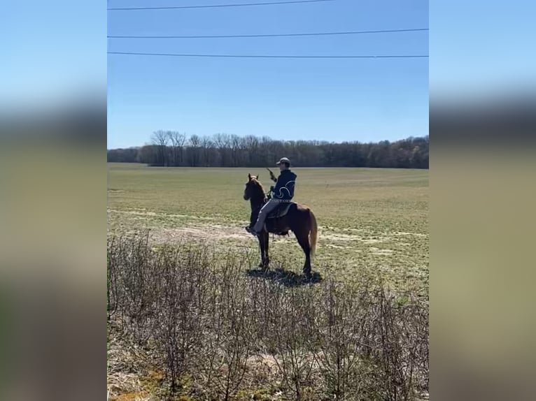 Tennessee Walking Horse Castrone 6 Anni 152 cm in Dyersburg, TN