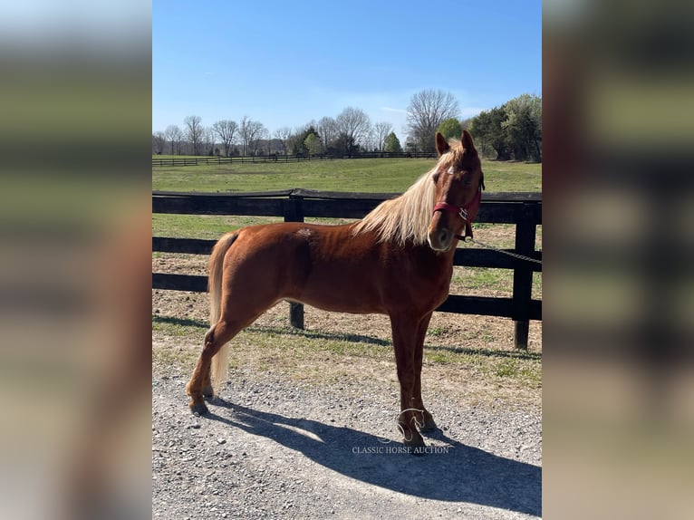 Tennessee Walking Horse Castrone 6 Anni 152 cm in Dyersburg, TN