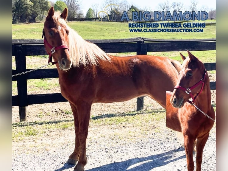 Tennessee Walking Horse Castrone 6 Anni 152 cm in Dyersburg, TN