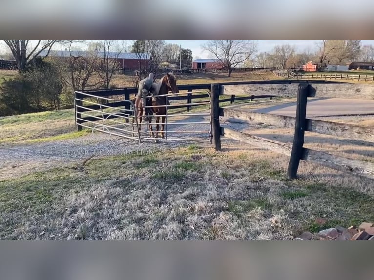 Tennessee Walking Horse Castrone 6 Anni 152 cm in Dyersburg, TN