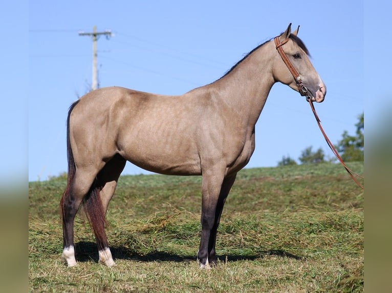 Tennessee Walking Horse Castrone 6 Anni 152 cm Pelle di daino in Whitley City KY