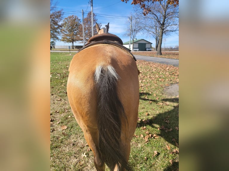 Tennessee Walking Horse Castrone 6 Anni 155 cm Pelle di daino in Charleston IL