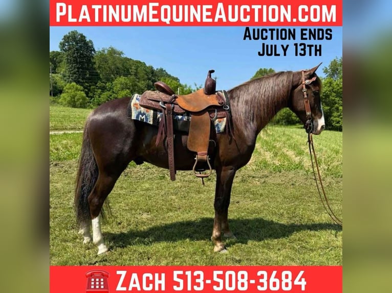 Tennessee Walking Horse Castrone 6 Anni 155 cm Sauro scuro in Moscow, OH