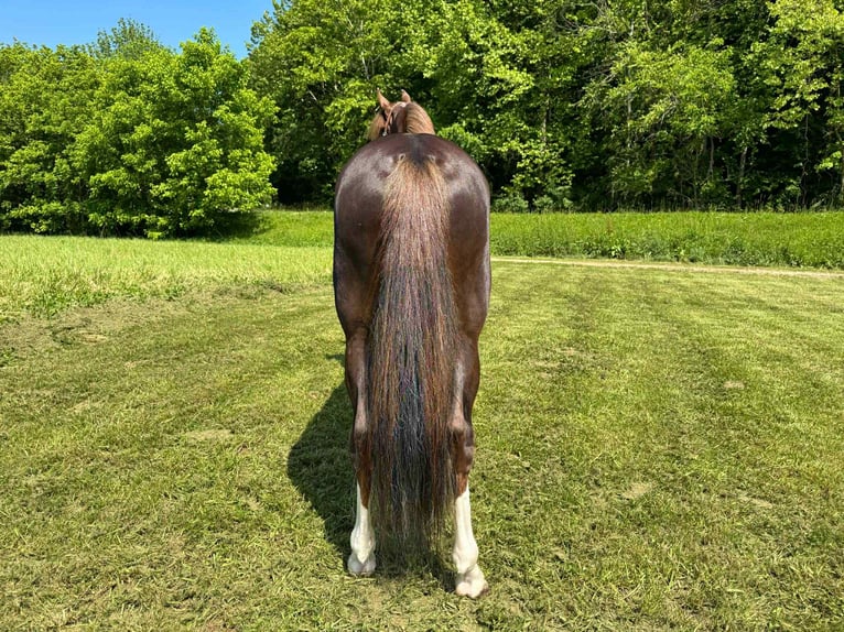 Tennessee Walking Horse Castrone 6 Anni 155 cm Sauro scuro in Moscow, OH