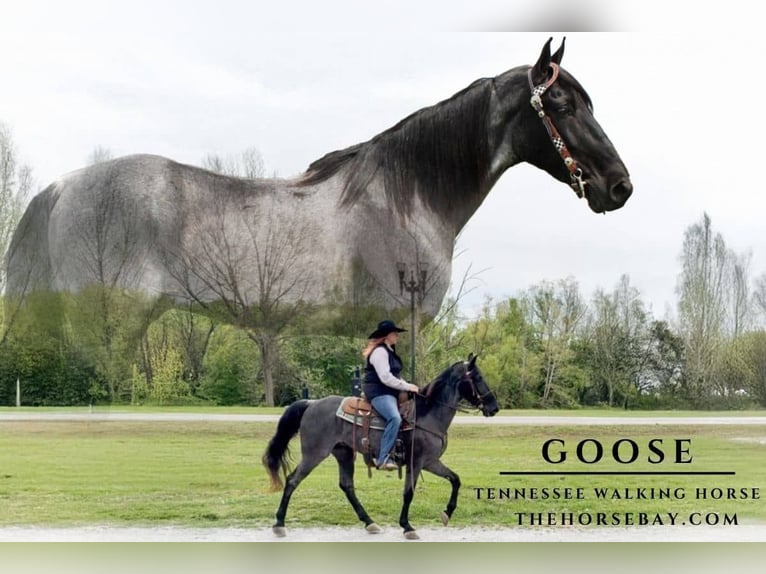 Tennessee Walking Horse Castrone 6 Anni 157 cm Roano blu in Lewisburg, TN
