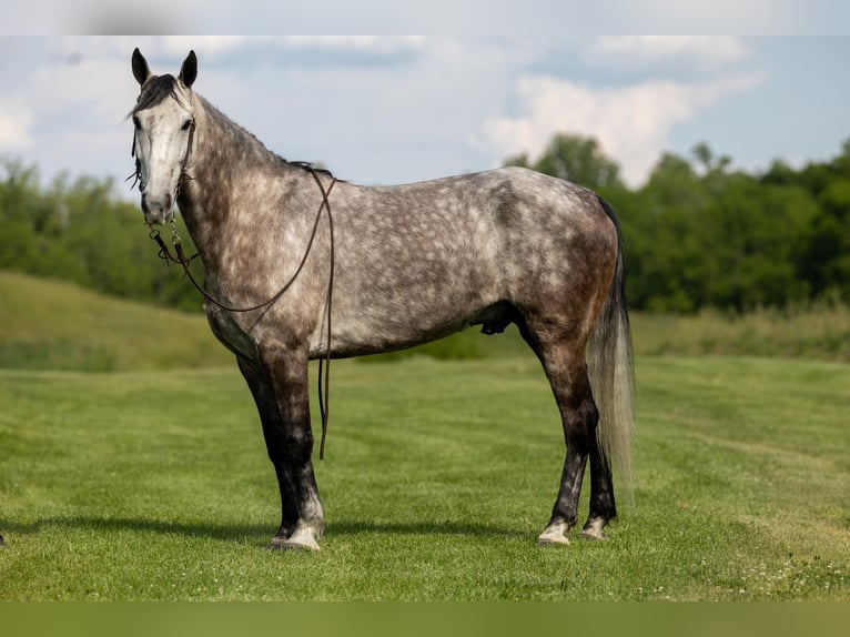 Tennessee Walking Horse Castrone 6 Anni 160 cm Grigio pezzato in Ewing KY