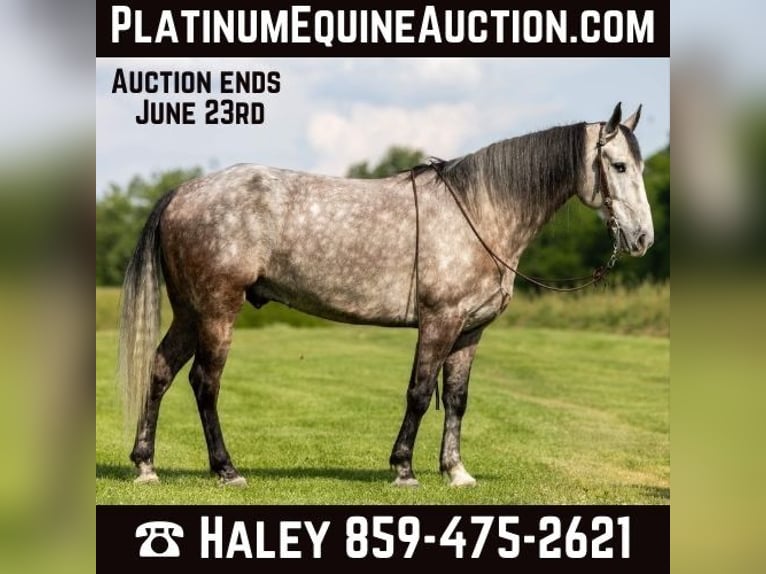 Tennessee Walking Horse Castrone 6 Anni 160 cm Grigio pezzato in Ewing KY