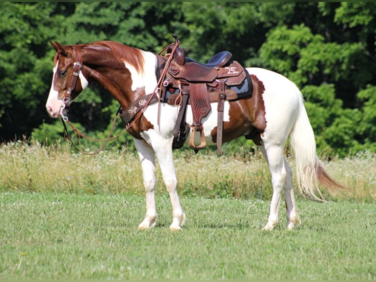 Tennessee Walking Horse Castrone 7 Anni 147 cm Tobiano-tutti i colori in Jamestown Ky