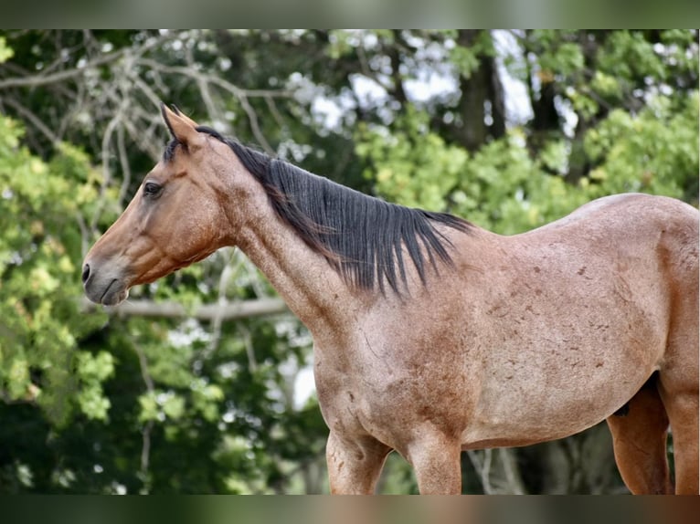 Tennessee Walking Horse Castrone 7 Anni 150 cm Baio roano in Lisbon IA