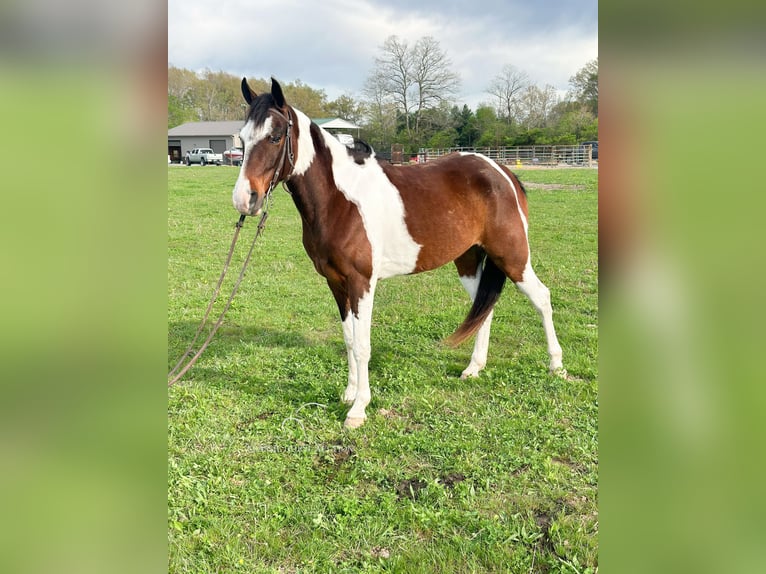 Tennessee Walking Horse Castrone 7 Anni 152 cm Baio ciliegia in Woodbury, TN