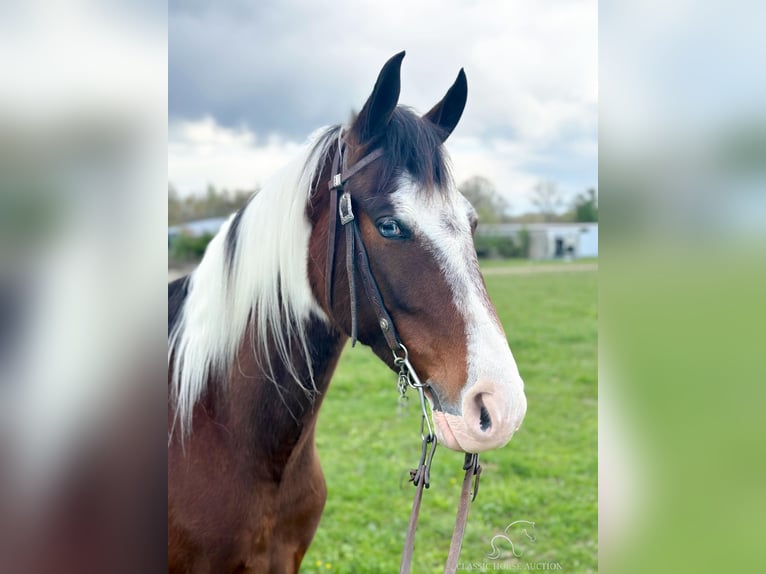 Tennessee Walking Horse Castrone 7 Anni 152 cm Baio ciliegia in Woodbury, TN