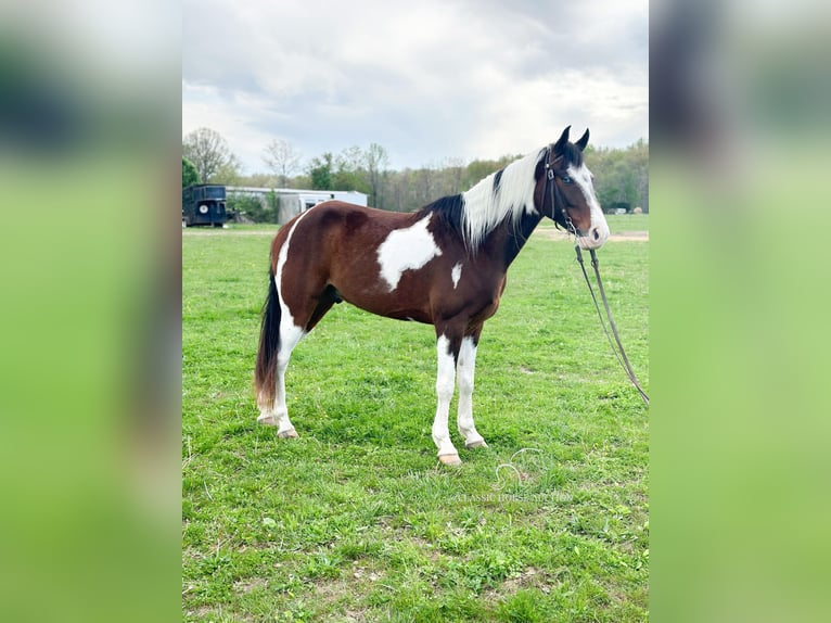 Tennessee Walking Horse Castrone 7 Anni 152 cm Baio ciliegia in Woodbury, TN