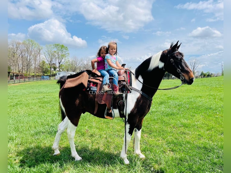 Tennessee Walking Horse Castrone 7 Anni 152 cm in Tompkinsville, KY