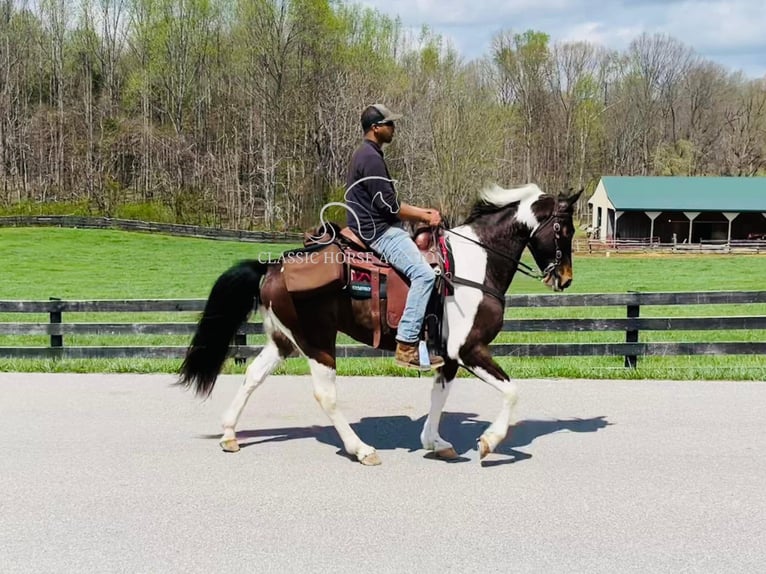 Tennessee Walking Horse Castrone 7 Anni 152 cm in Tompkinsville, KY