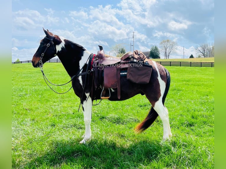 Tennessee Walking Horse Castrone 7 Anni 152 cm in Tompkinsville, KY