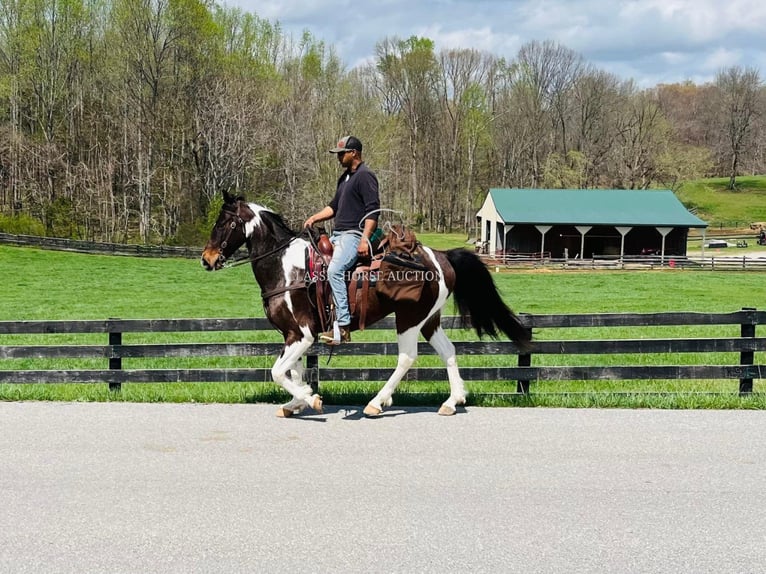 Tennessee Walking Horse Castrone 7 Anni 152 cm in Tompkinsville, KY