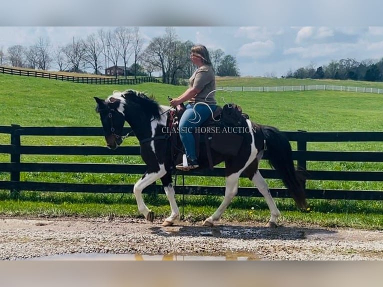 Tennessee Walking Horse Castrone 7 Anni 152 cm in Tompkinsville, KY