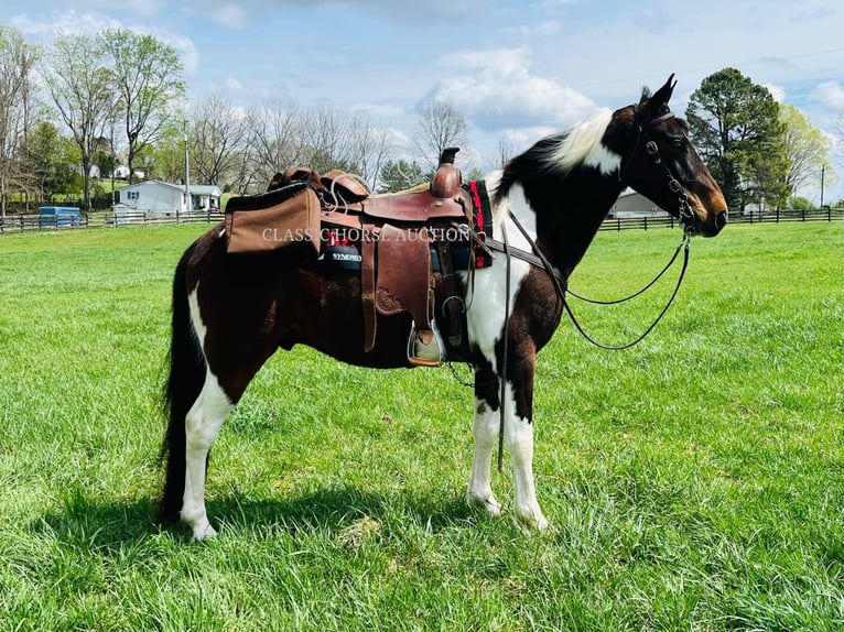 Tennessee Walking Horse Castrone 7 Anni 152 cm in Tompkinsville, KY