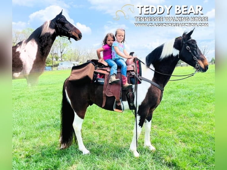 Tennessee Walking Horse Castrone 7 Anni 152 cm in Tompkinsville, KY