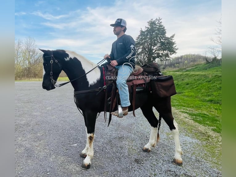 Tennessee Walking Horse Castrone 7 Anni 152 cm in Tompkinsville, KY