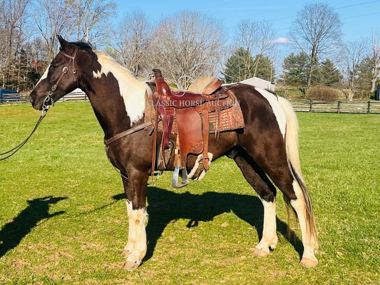 Tennessee Walking Horse Castrone 7 Anni 152 cm in Tompkinsville, KY