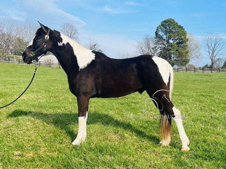 Tennessee Walking Horse Castrone 7 Anni 152 cm in Tompkinsville, KY
