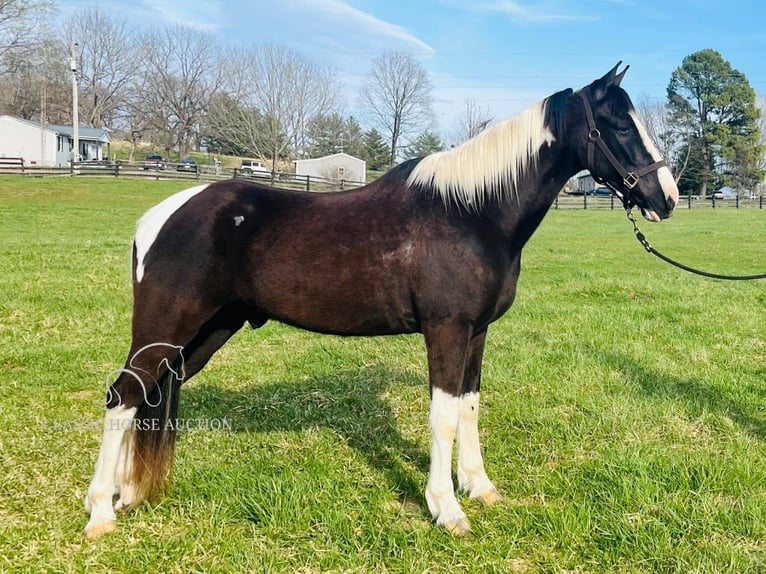 Tennessee Walking Horse Castrone 7 Anni 152 cm in Tompkinsville, KY