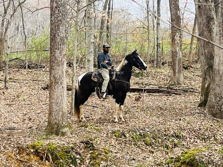 Tennessee Walking Horse Castrone 7 Anni 152 cm in Tompkinsville, KY