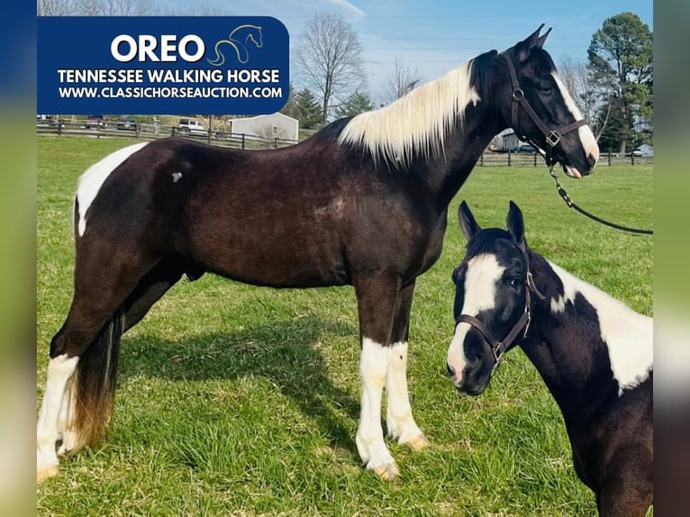 Tennessee Walking Horse Castrone 7 Anni 152 cm in Tompkinsville, KY