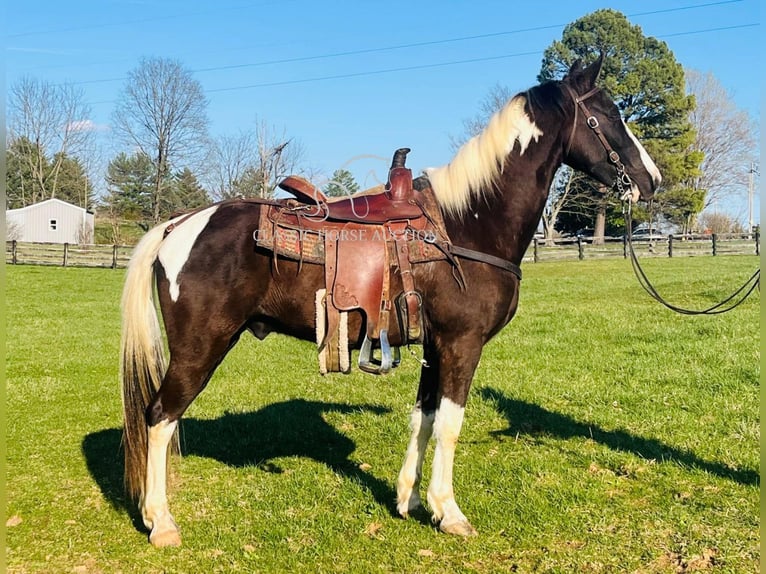 Tennessee Walking Horse Castrone 7 Anni 152 cm in Tompkinsville, KY